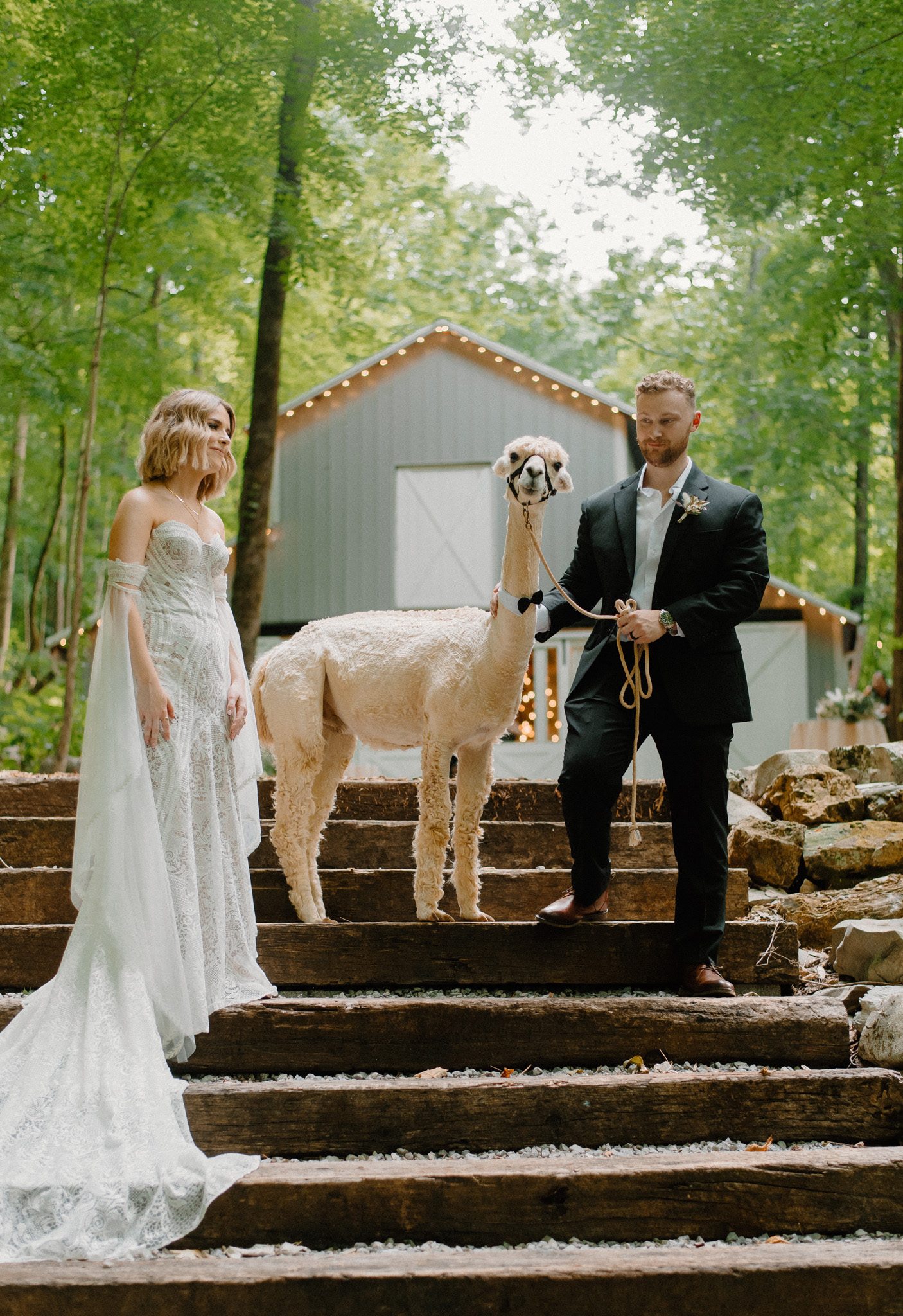 Wedding with an alpaca